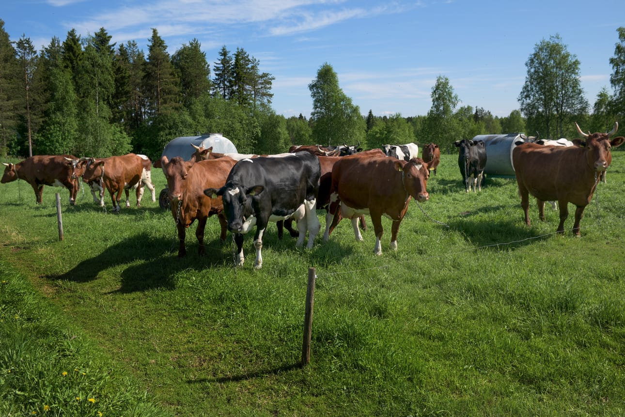 Lehmät pääsevät laiduntamaan isommalle alueelle, kun heinän kasvuvauhti hidastuu.