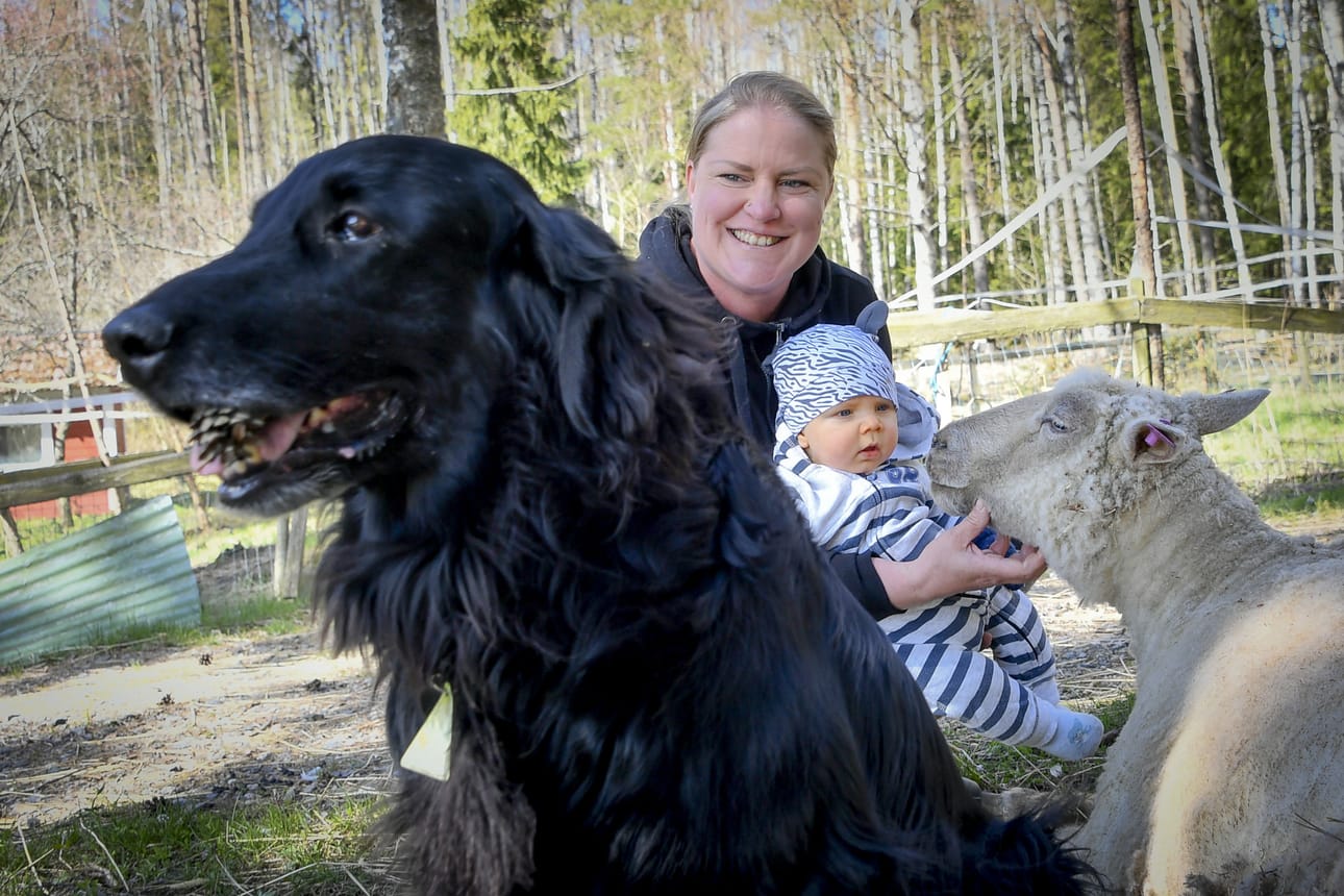 Elina Rinne ja neljän kuukauden ikäinen Onni tervehtimässä Olli-koiraa ja Hilma-lammasta.
