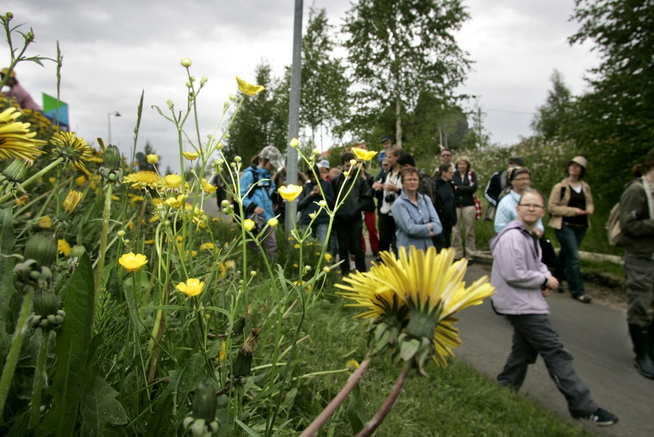 Kuva luonnonkukkien päivän kasvintunnistusretkeltä vuodelta 2008.