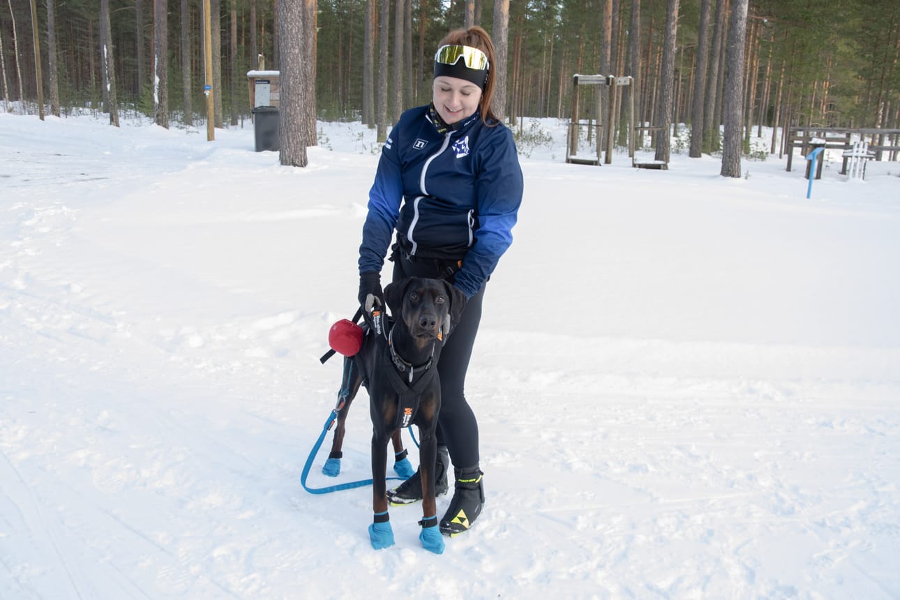 Monellekin kenties lajina vieras koirahiihto on Oona Koskelan mukaan kasvava urheilulaji, ja kisojen osallistujamäärät ovat enenevässä määrin.