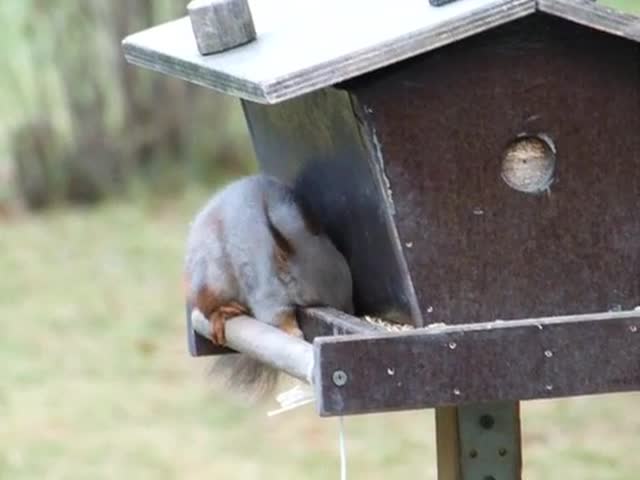 Orava on sinnikäs ruokailija
