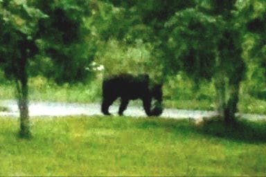 Karhu viihtyi Parviaisten pihassa noin viisi minuuttia.