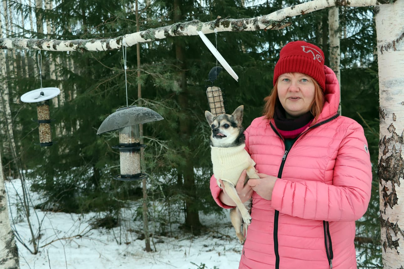 Mervi Konttila ruokkii lintuja pääasiassa omaksi ilokseen, mutta myös kerätäkseen tärkeitä lintuhavaintoja. 15-vuotias Tico-koira auttaa omistajaansa oravien häätämisessä lintulaudoilta.