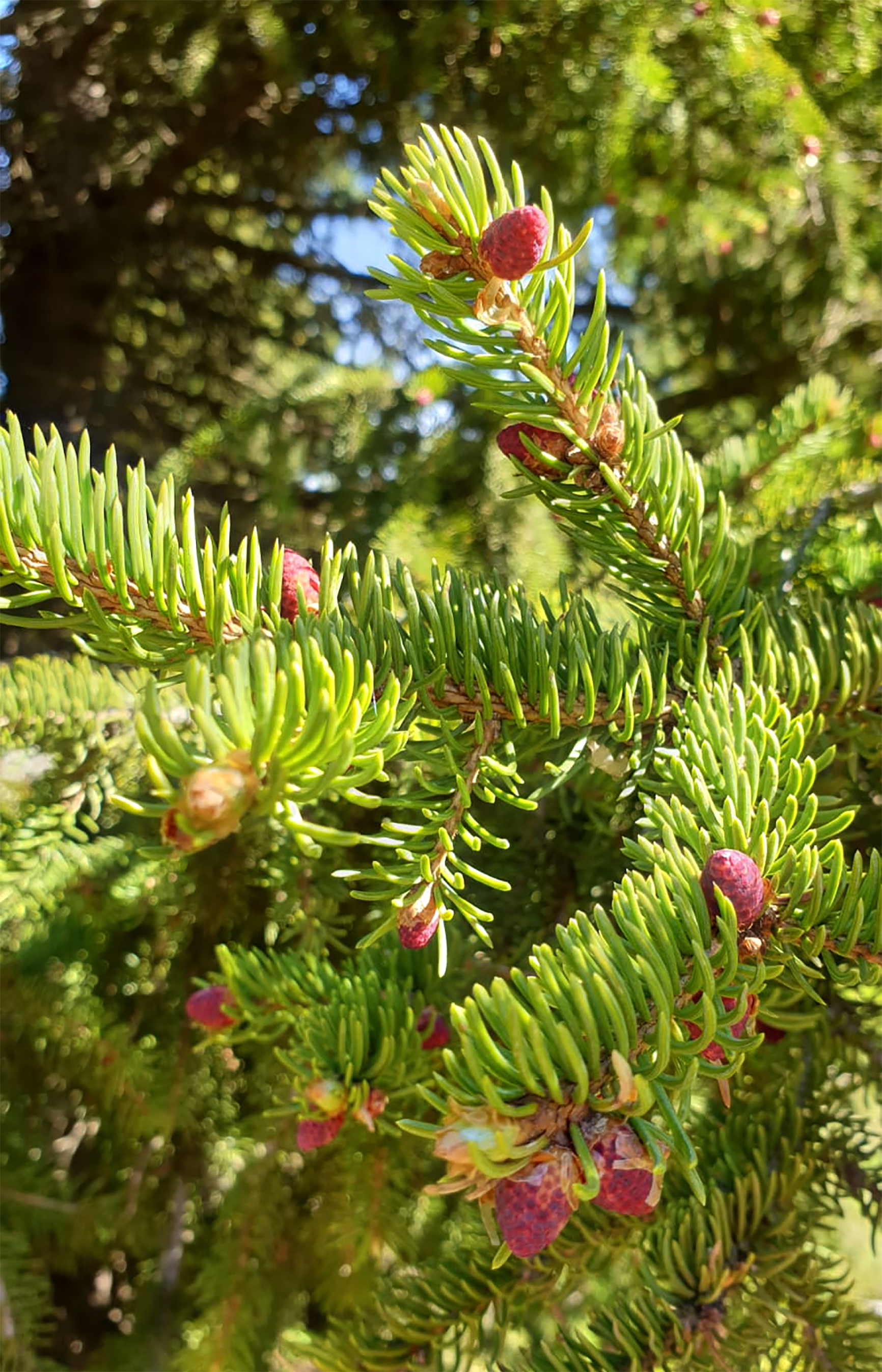 Oletko nähnyt tätä: kuusi täynnä pieniä, vaaleanpunaisia käpyjä | Lapin ...