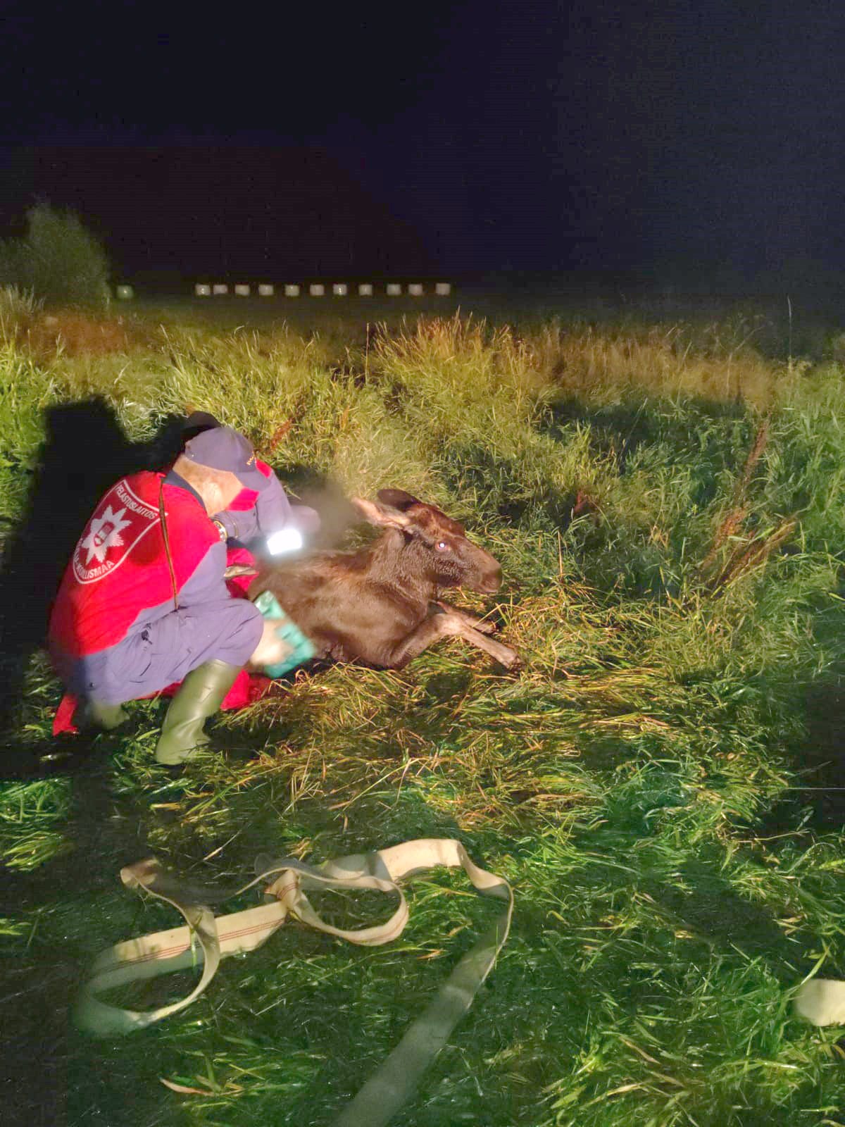 Taivalkosken palomiehet nostivat lietealtaaseen pudonneen hirvenvasan ylös paloletkuilla. Ensihoidon jälkeen vasa kirmasi onnellisesti emänsä luokse.