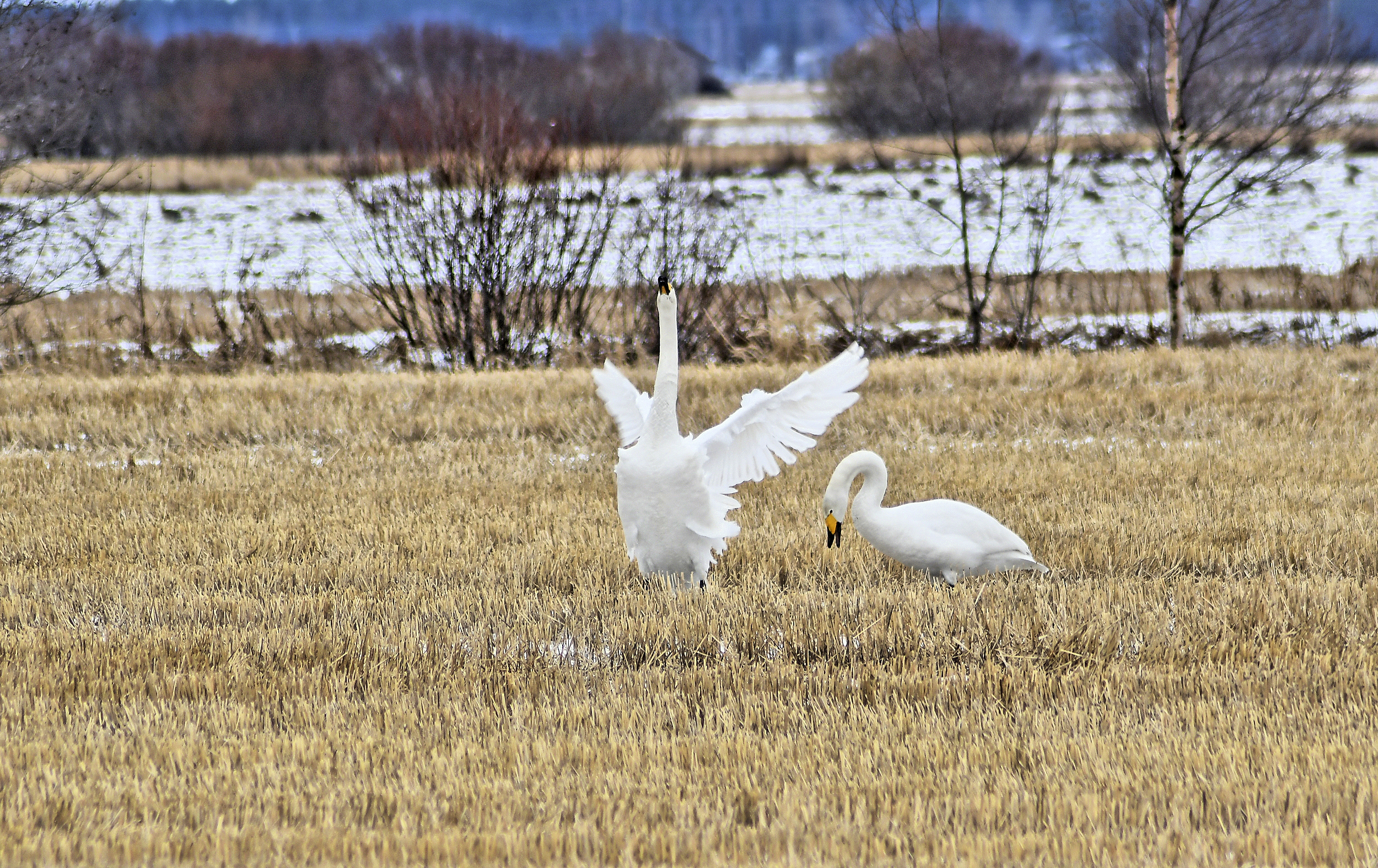 Lakeudella muuttolinnut valtaavat peltoja, vaikka päämuutto onkin vielä edessäpäin. 