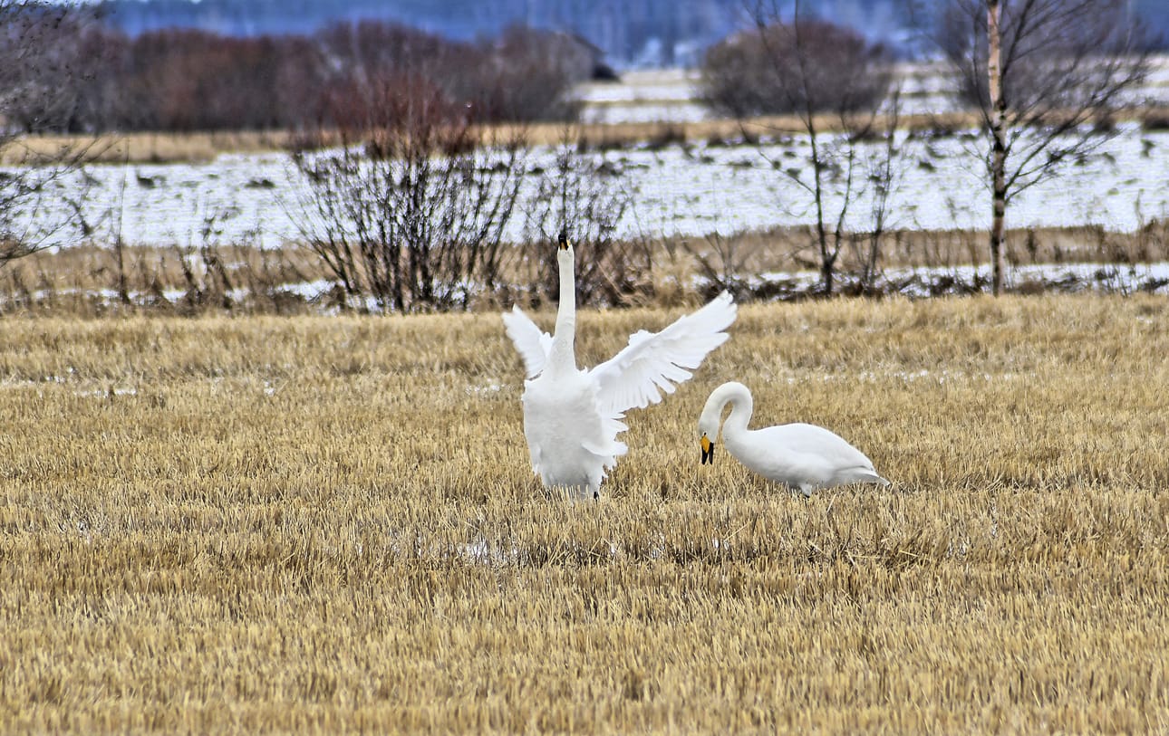 Lakeudella muuttolinnut valtaavat peltoja, vaikka päämuutto onkin vielä edessäpäin.
