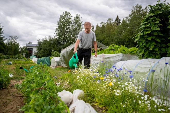 Jukka Tukkimäki on jo konkari palstaviljelyssä. Hän ja monet muut ovat suojanneet viljelykset fasaaneilta harsoilla. Kuvat: Elena Mikkilä
