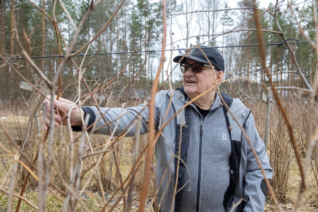 Marjatilan perustaja, Ville Viljanmaan isä, Kaarlo Viljanmaa kertoo, että vadelmapensaiden kevättöihin kuuluu vahojen oksien poistoa ja pensaiden tukemista lankojen väliin.
