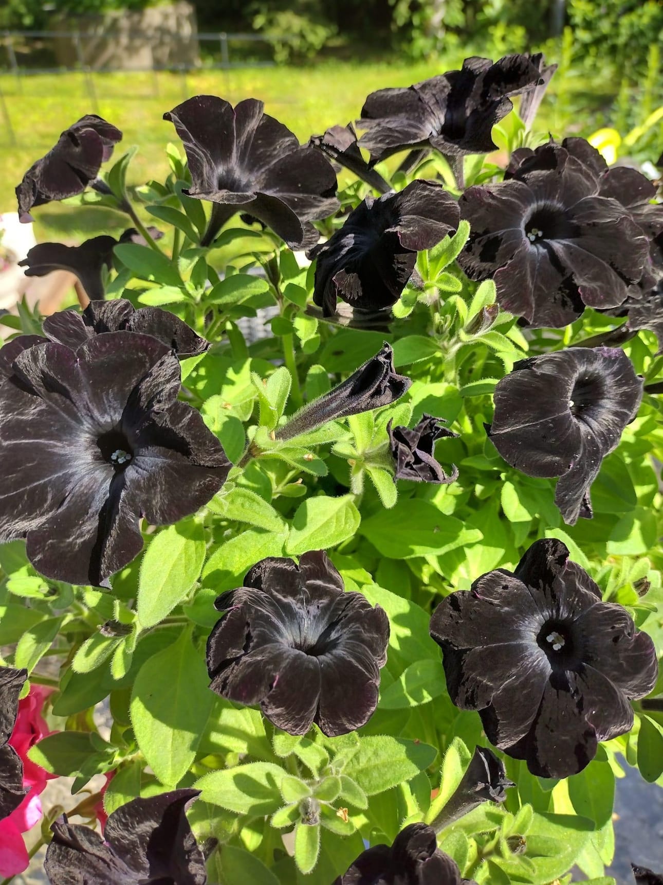 Petunia kukkii.