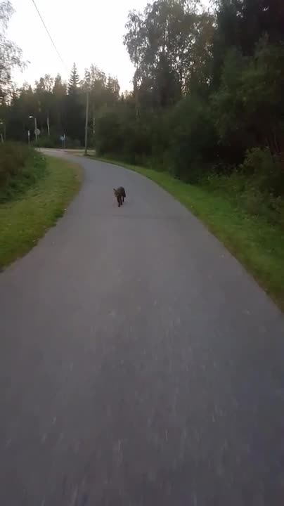 Kettu seuraa pyöräilijää Ruskossa