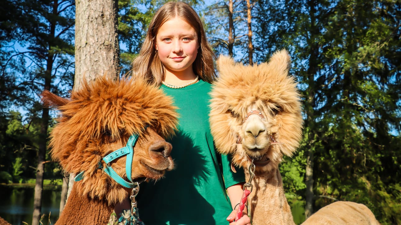 Jelena Hyyppä, 14, juontaa kesäteatterissa ja hoitaa alpakoita.