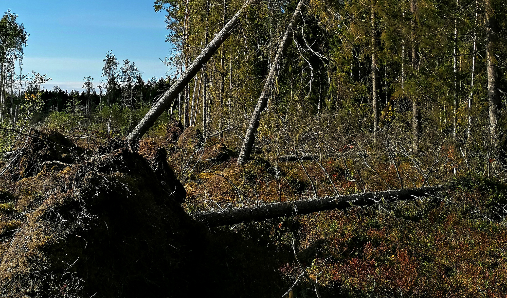 Myrskytuulet voimistuvat Pohjois-Pohjanmaalla päivän aikana – sähkökatkoja voi tulla, pihakalusteet kannattaa laittaa suojaan
