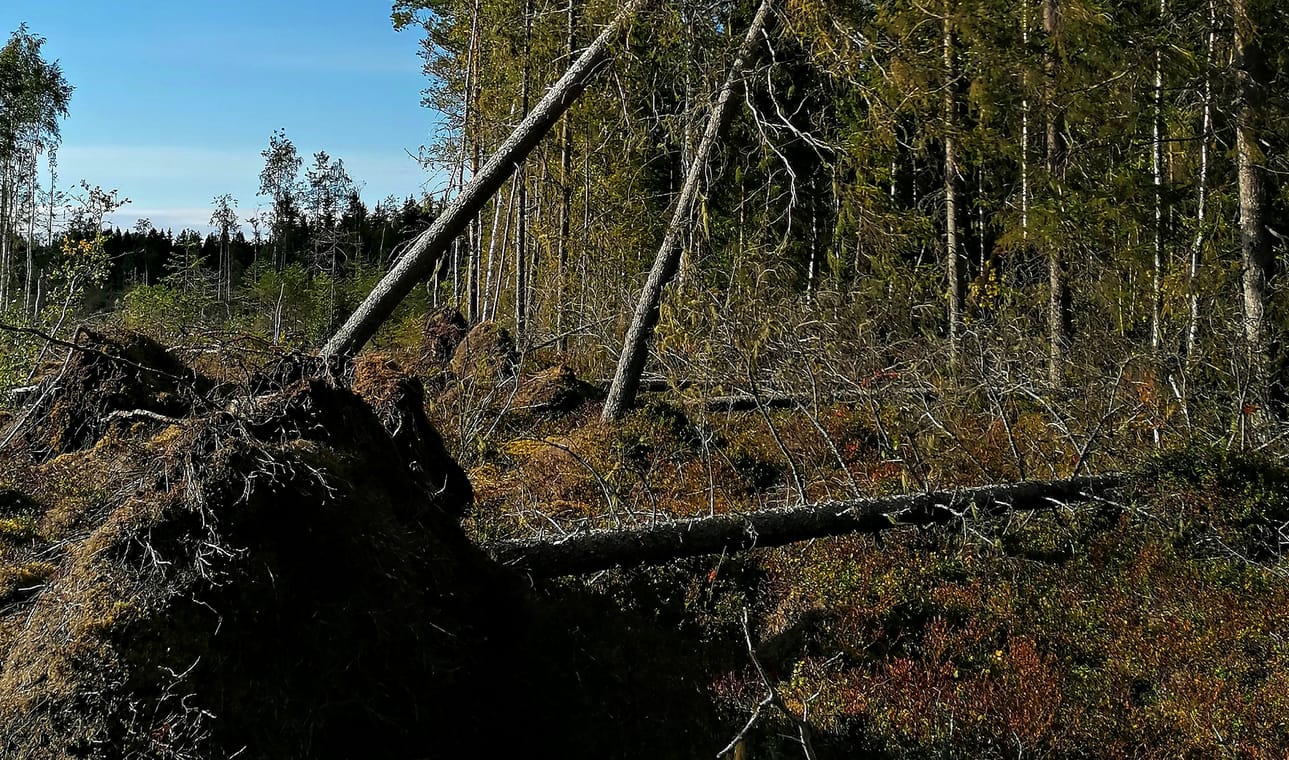 Aila-myrsky aiheutti tuhoja etenkin maan länsiosissa. Kuvituskuva.
