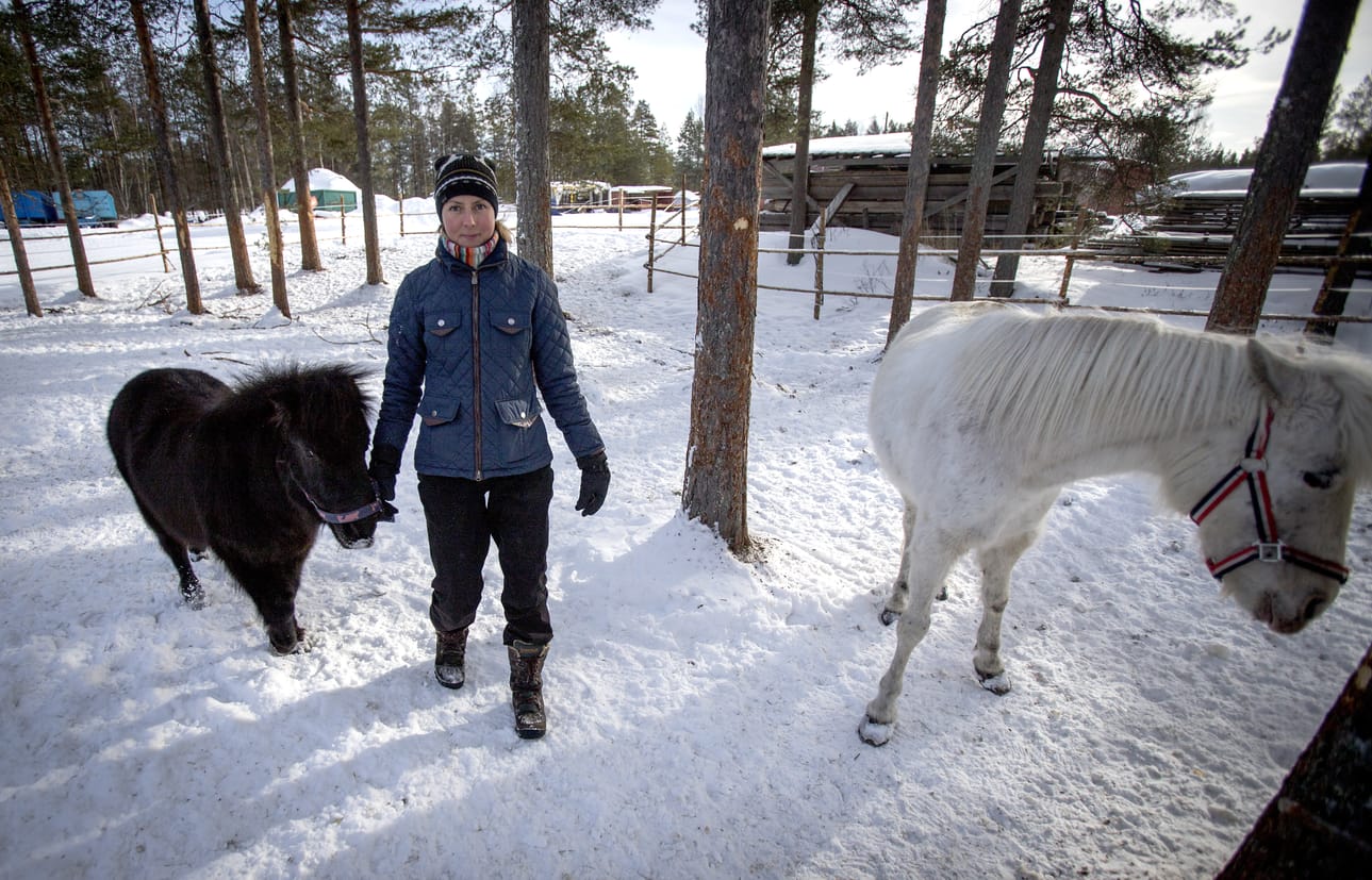 Päivi Mattilan pienin ratsu on musta shetlanninponi Mimmi.