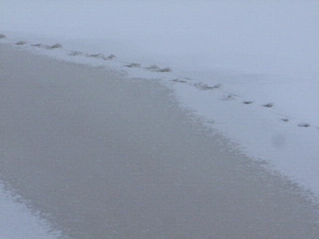 Saukon jäljet johtavat avantoon
