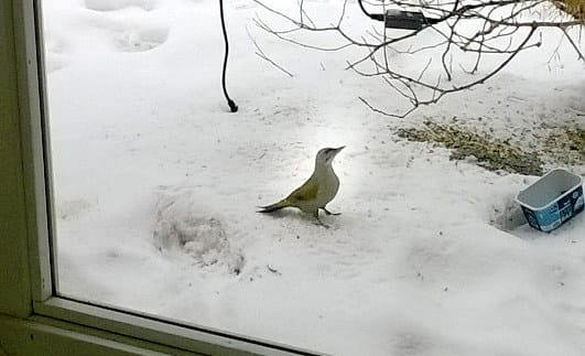 Tämä pulkkilalaisen pihalintulaudan ruokailijavieras on arvioitu harmaapäätikaksi. Harmaapäätikkoja kuten myös puukiipijöitä ja tiklejä havainnoitiin Pihabongauksessa tänä talvena huomattavan runsaasti. Kuva: Anja Ahokas