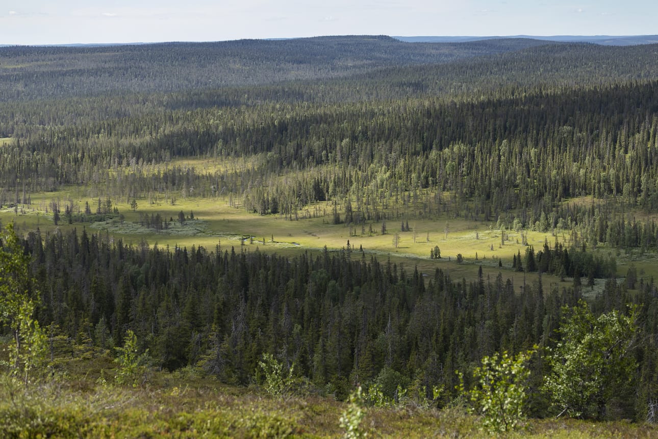 Riisisuo erottuu metsän keskeltä. Kuvassa keskellä virtaa Riisijoki.
