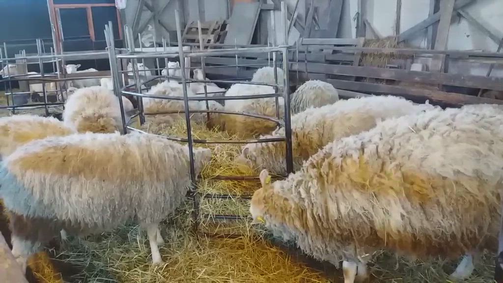 Näin lammas pääsee eroon paksusta turkistaan