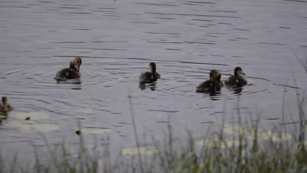 Kotajärven pojat uiskentelemassa
