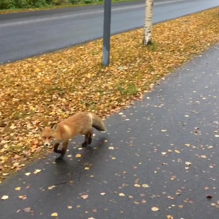 Kesy kettu jolkottelee Nallikarissa