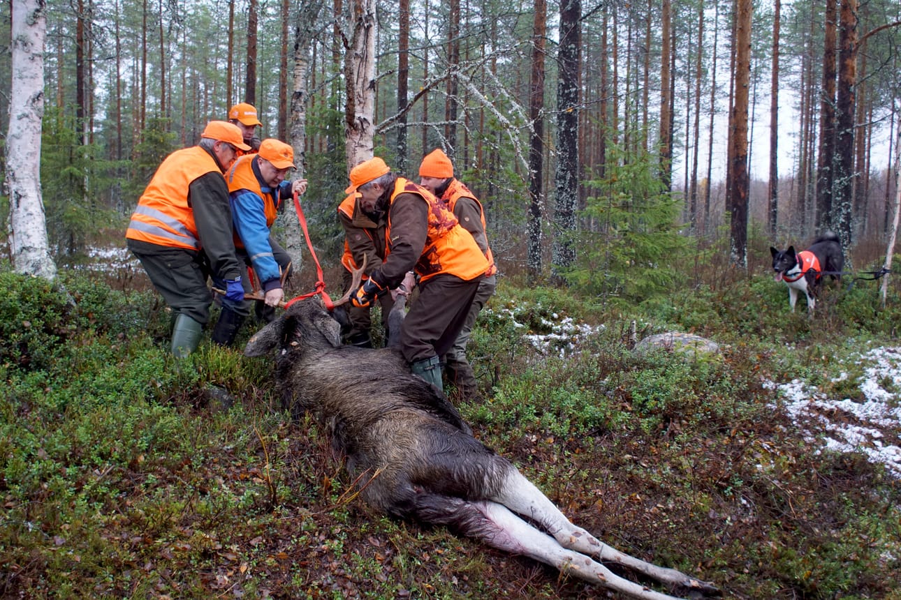 Sarakylän metsästysseuran ensimmäisen metsästyspäivän jahtisaalista. Lauantaina seuran metsästäjät saivat ensimmäisestä ajometsästyksestä vasan, emän sekä uroshirven.