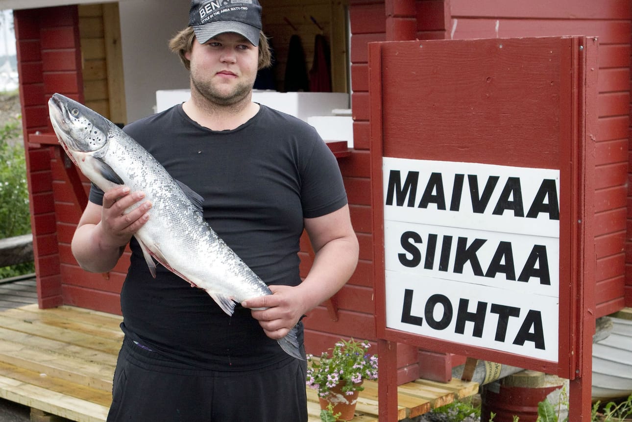 25-vuotias Otto Kauppi on toiminut ammattikalastajana jo vuosia. Perämeren lohen alhainen kilohinta potuttaa Kauppia. ”Sitten ihmetellään, miksei uusia kalastajia tunnu löytyvän.”
