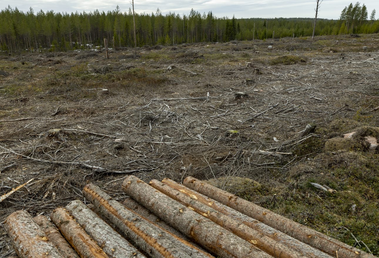 Isot alat 1960–70-luvuilla ojitettuja soita ovat tulossa avohakkuuikään. Panu Halme arvioi, että hakkuut lisääntyvät turvemailla voimakkaasti seuraavien kymmenen vuoden aikana.