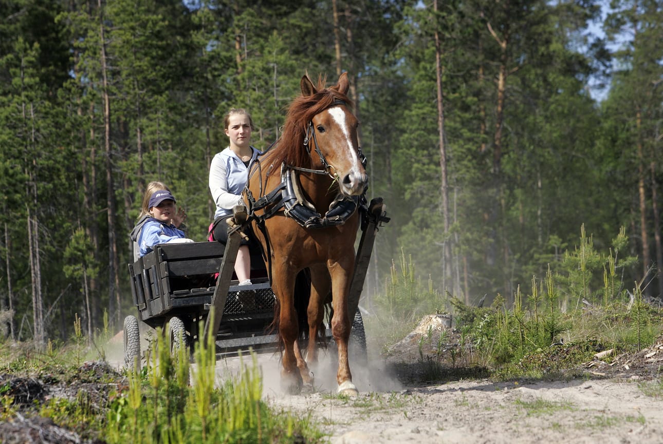 Suomenhevonen on monipuolinen hevosrotu.