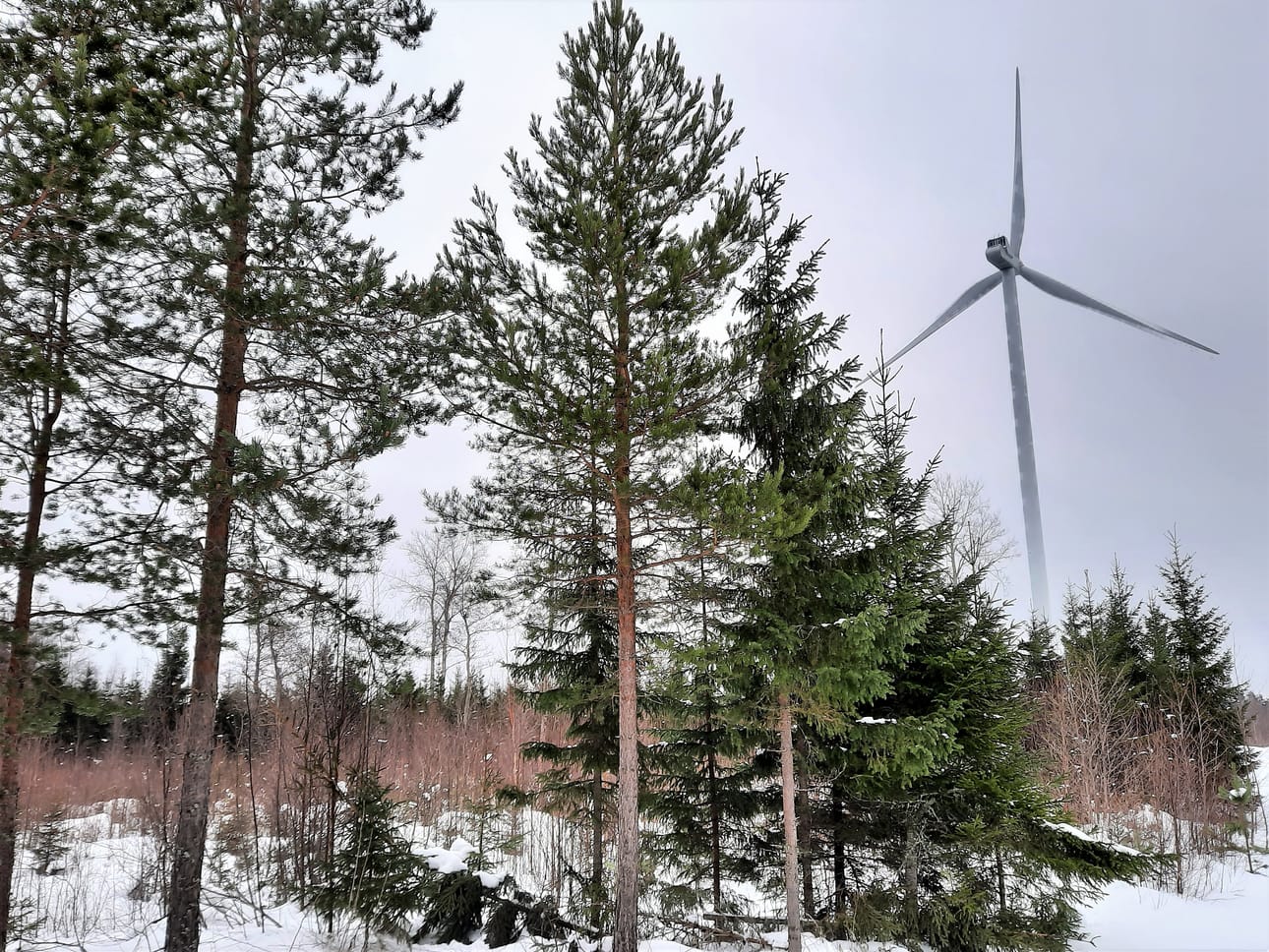 Rajamäenkylän alueelle suunnitellaan enimmillään peräti 300 metriin kohoavia voimaloita.