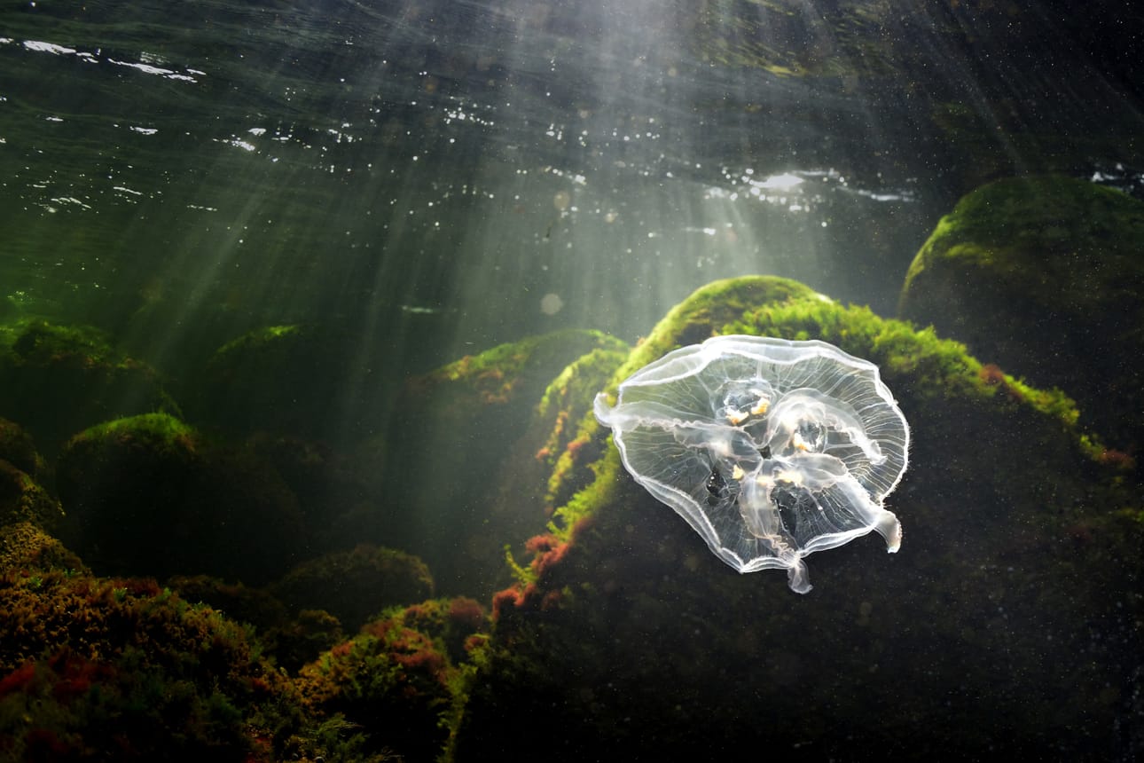 Kari Westerholm: Meduusa.
