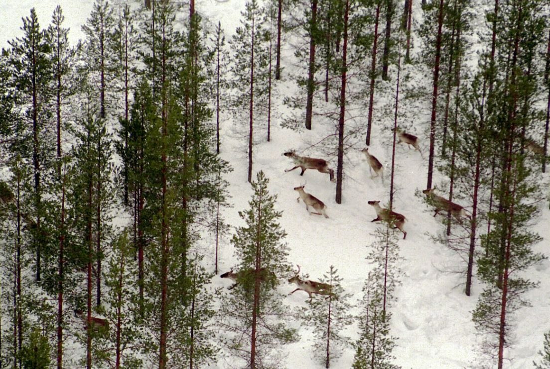 Metsäpeurojen yksilömäärät tarkistettiin jokaisesta laumasta otettujen valokuvien avulla.