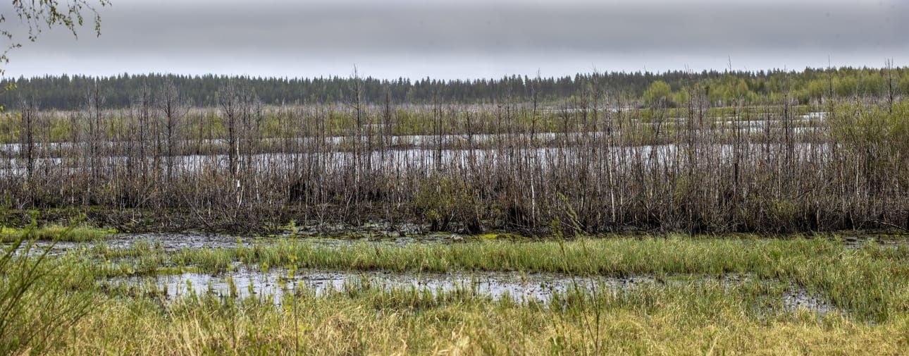 Lintukosteikko on luonnon monimuotoisuuden kannalta erinomainen, mutta päästöjen kannalta ongelmallinen. Joutoalueiden metsityksissä paras ja tehokkain tapa pienentää päästöjä on entisten turvetuotantosoiden ja turvepeltojen metsitys.