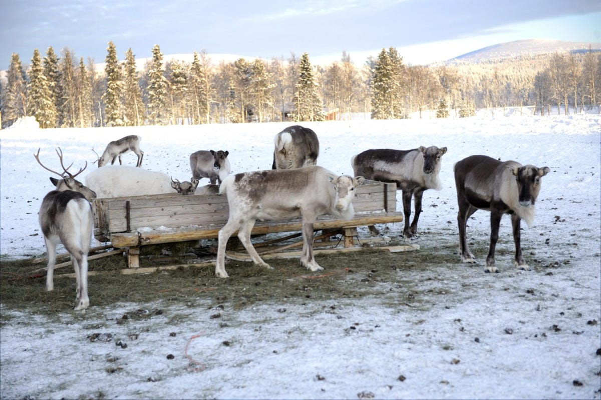 Porot ovat saattaneet lähteä satakin kilometriä etelään jäkälän perässä. LEHTIKUVA / Martti Kainulainen