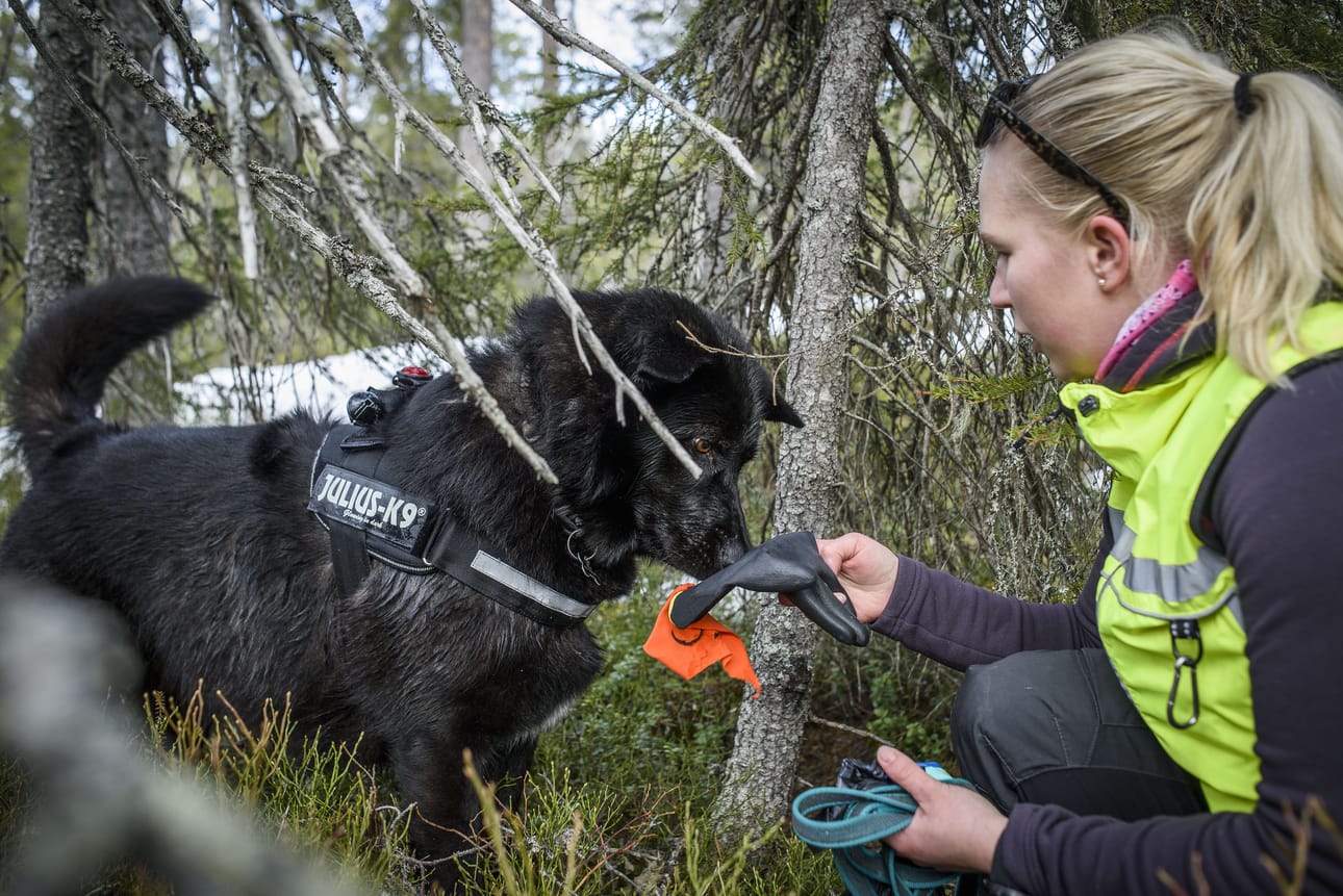 Hanska löytyi! Milo-koiralla on päällään etsintäliivit, joita ei käytetä muualla kuin etsintäharjoituksissa, kertoo Milon omistaja Anniina Jasu, joka on ollut pelastuskoira- ja Vapepa-toiminnassa mukana kaksi ja puoli vuotta.