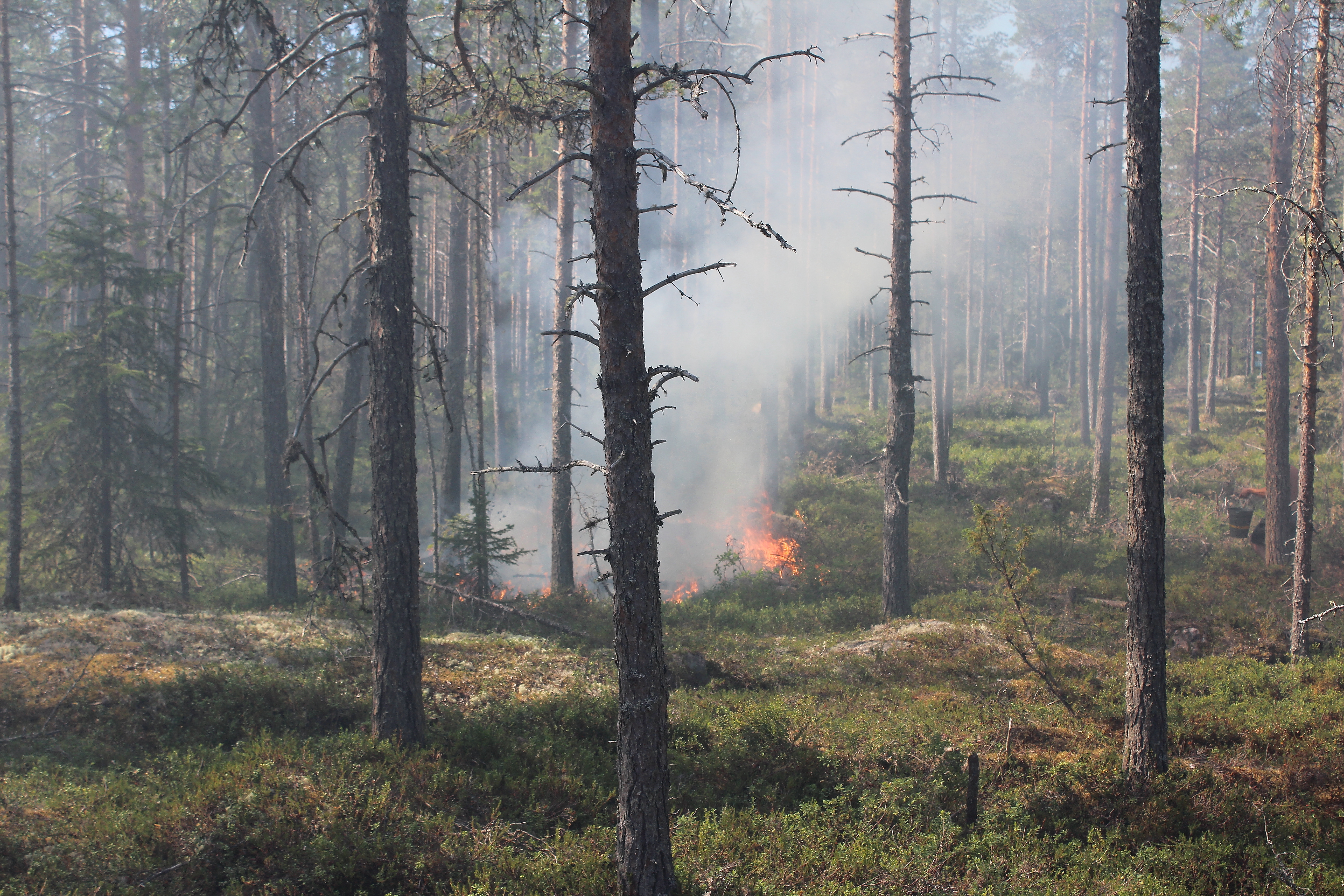 Pyhäjoella syttyi torstaina aamupäivällä maastopalo. Se saatiin kuitenkin rajattua ja sammutettua varsin nopeasti. Paikalla oli kolme sammutusyksikköä ja kaksi säiliöautoa.