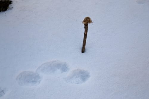Jäniskuninkaan jälkipolulla voi tutustua luontoon.