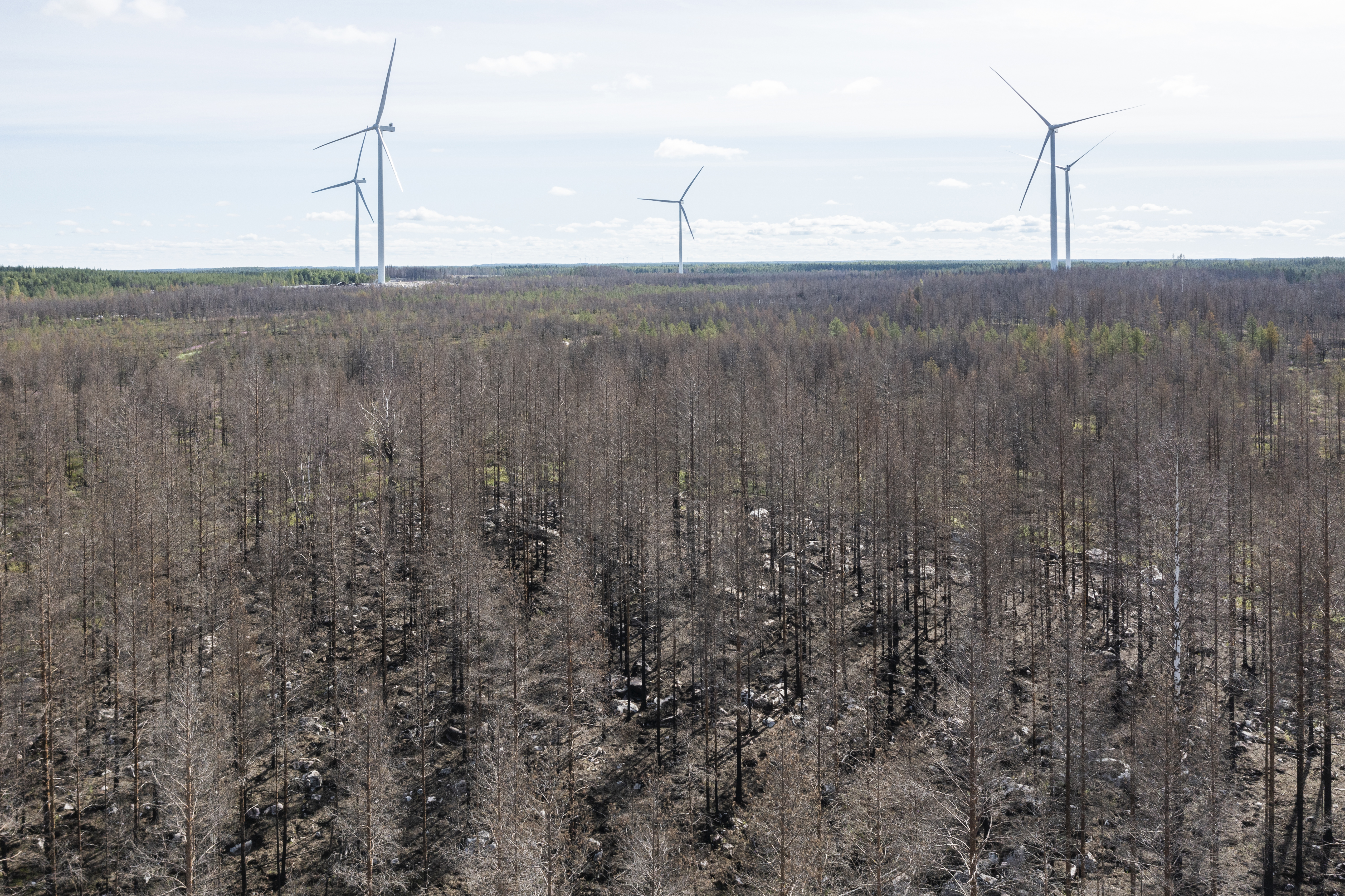Tältä Kalajoen jättimäisellä palopaikalla näyttää vuosi tuhon jälkeen – Savun haju tuntuu metsässä yhä