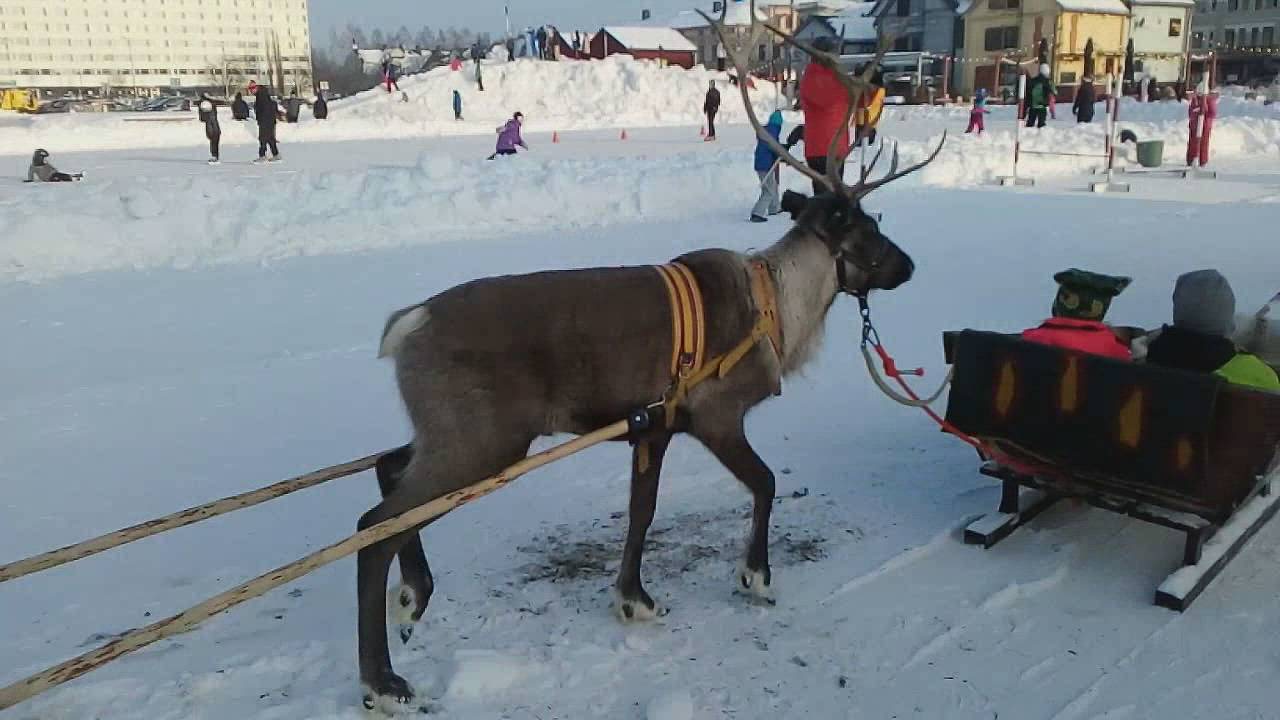 Tunnelmia porokarnevaaleista Oulun torilta