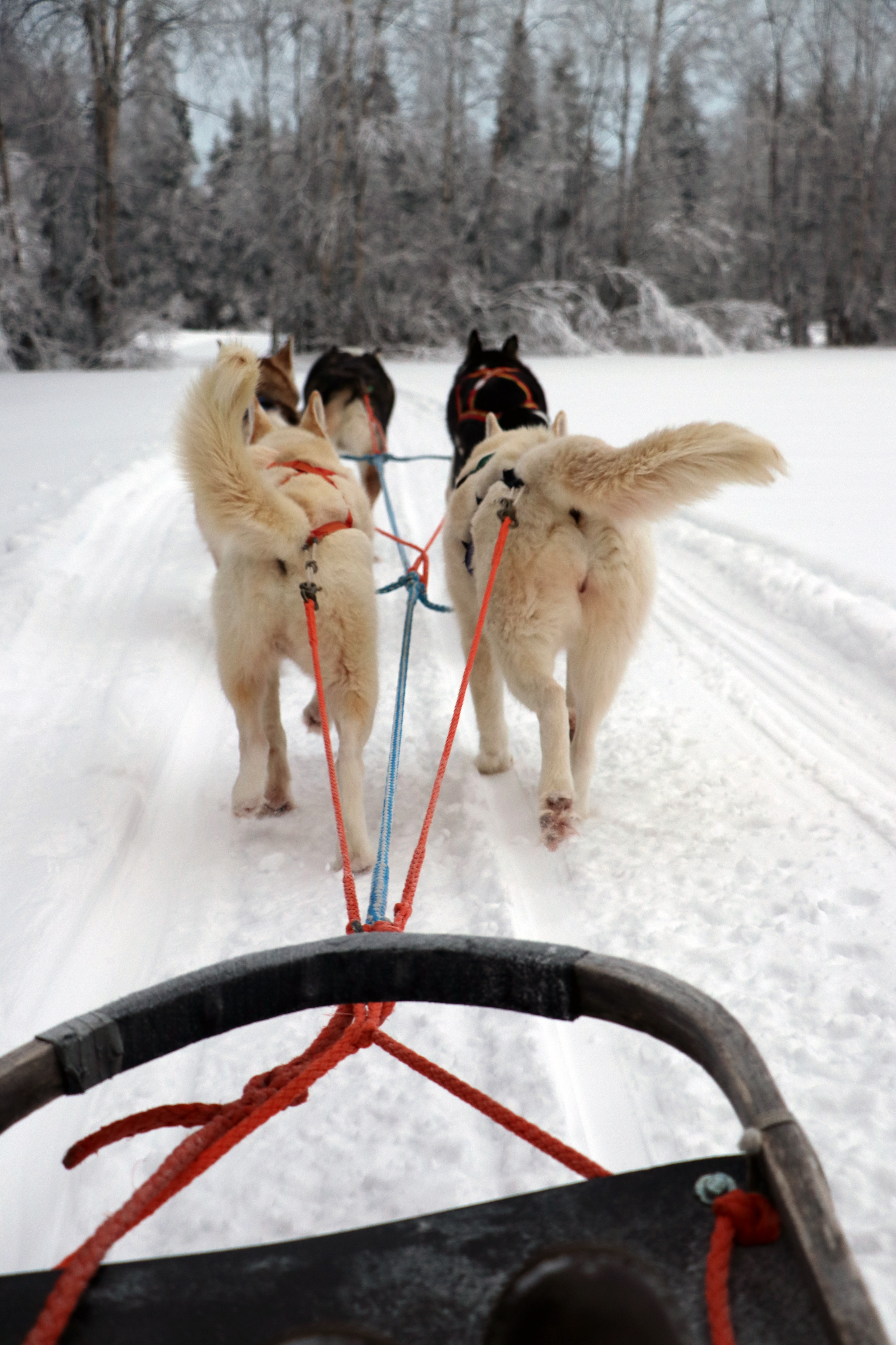 Valjakkoajelun huumaa!
