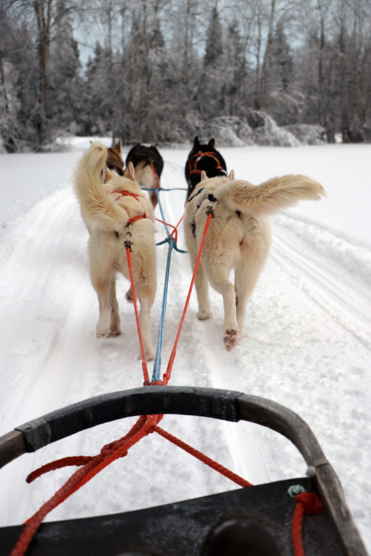 Valjakkoajelun huumaa!