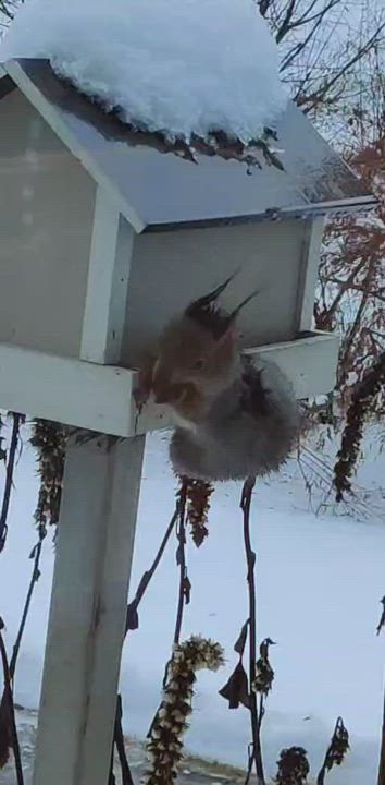 Orava lounaalla pää alaspäin