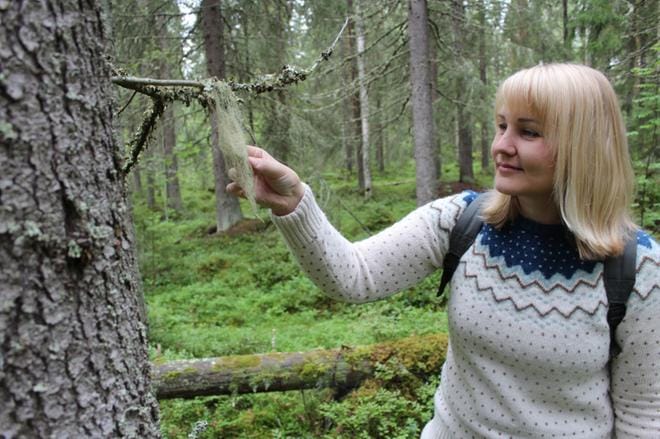 Tämä on vanhan metsän merkki, tietää Suomenselän samoilijoiden sihteeri ja tiedotusvastaava Kati Granroth kertoa lupoista. – Ja jos olisi paljon ilmansaasteita, eipä näitäkään näkyisi, hän lisää. KUVA: REIJO HEIKKILÄ