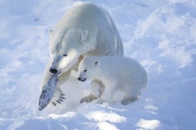 Ranuan eläinpuiston Venus tuo pentunsa ensimmäisen kerran ulos helmi-maaliskuulla. Kuvassa on eläinpuistossa vuonna 2011 syntynyt Ranzo, joka oli kautta aikojen ensimmäinen Suomessa syntynyt ja eloon jäänyt jääkarhunpentu.