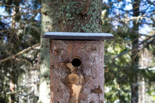 Luontoliikunta on lisääntynyt koronan aikana. Kävelykampanjaan voi osallistua myös luontopolkuja kiertämällä ja samalla seurata pian lähestyvän kevään varhaisimpia merkkejä. Kävelykampanja jatkuu koko vuoden ajan. KUVA: PAULA KASKIMAA