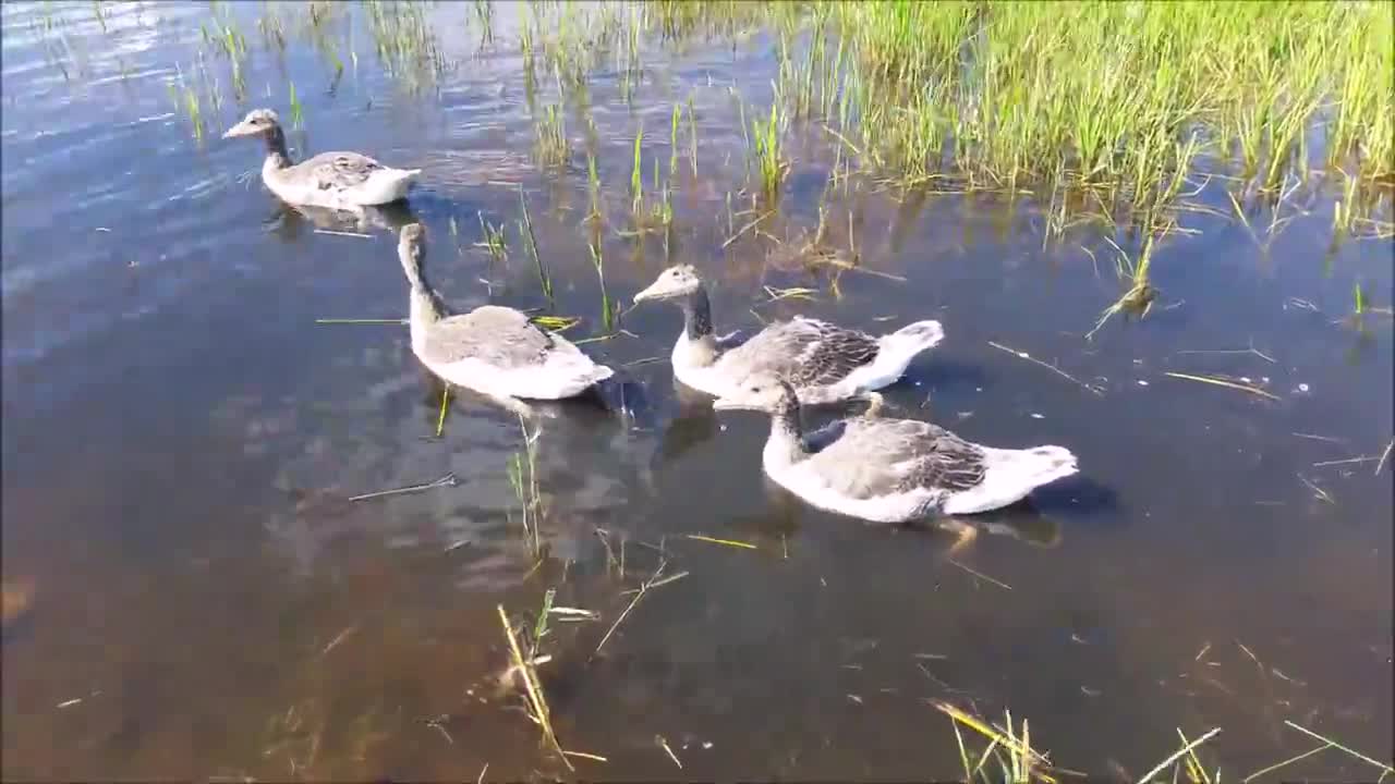 Merihanhet palaavat omiensa joukkoon