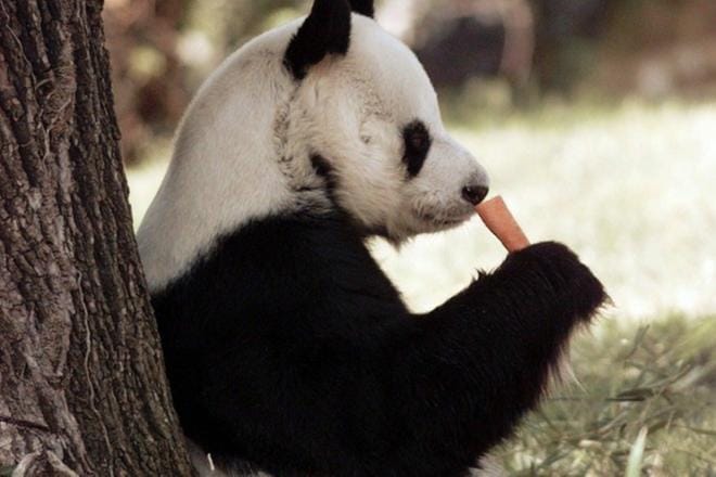 Kiina luovutti ja lainasi jättiläispandoja ulkomaisille tarhoille osana maan ulkopolitiikkaa 1980-luvulle saakka. Tämä panda on kuvattu Washingtonin eläintarhassa USA:ssa 1990-luvun lopulla. KUVA: HANNELE NORJA/ARKISTO
