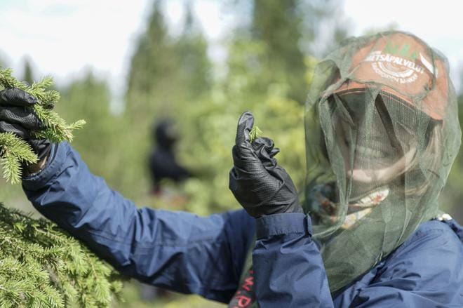 Kuusenkerkän kerääjät saavat asianmukaiset suojavarusteet. KUVAT: SUOMEN METSÄKESKUS