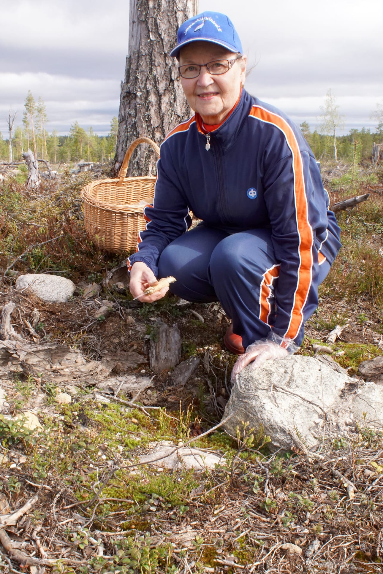 Korvasieniä kannattaa etsiä kohtalaisen uusilta metsänviljelyalueilta, tietää terttu Hiltula.