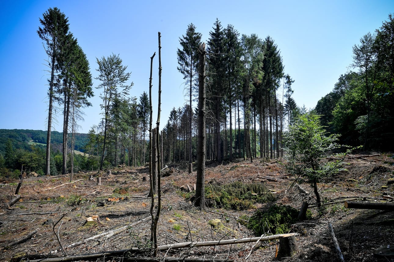 Kärsineisiin metsiin kuuluu Königsforst Kölnin kaupungin kupeessa.